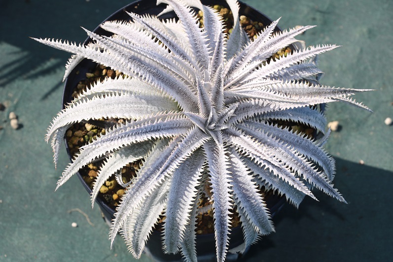 Dyckia 'Saratoga' ディッキア Amazonico Hyb