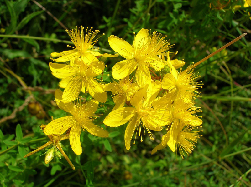 Tüpfel-Johanniskraut (Hypericum perforatum)