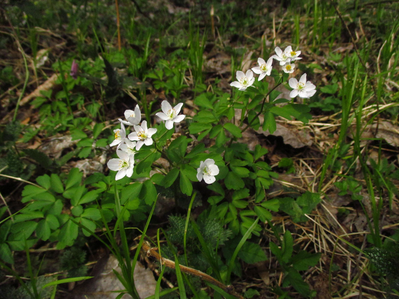 Muschelblümchen (Isopyrum thalictroides) | Familie: Hahnenfußgewächse (Ranunculaceae)