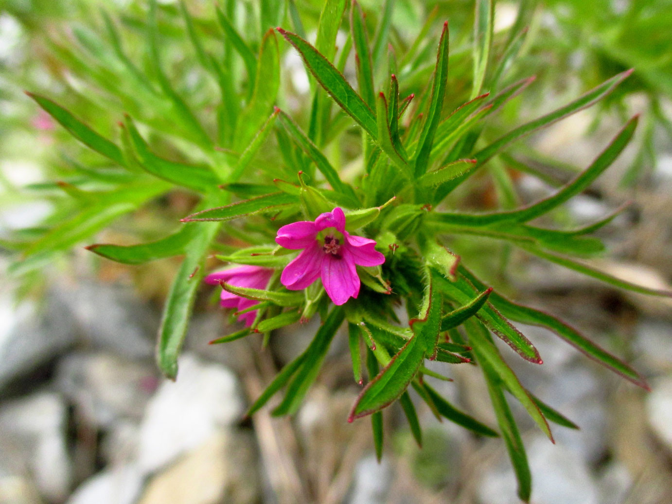 Schlitzblatt-Storchschnabel (Geranium dissectum) | Familie: Storchschnabelgewächse (Geraniaceae)