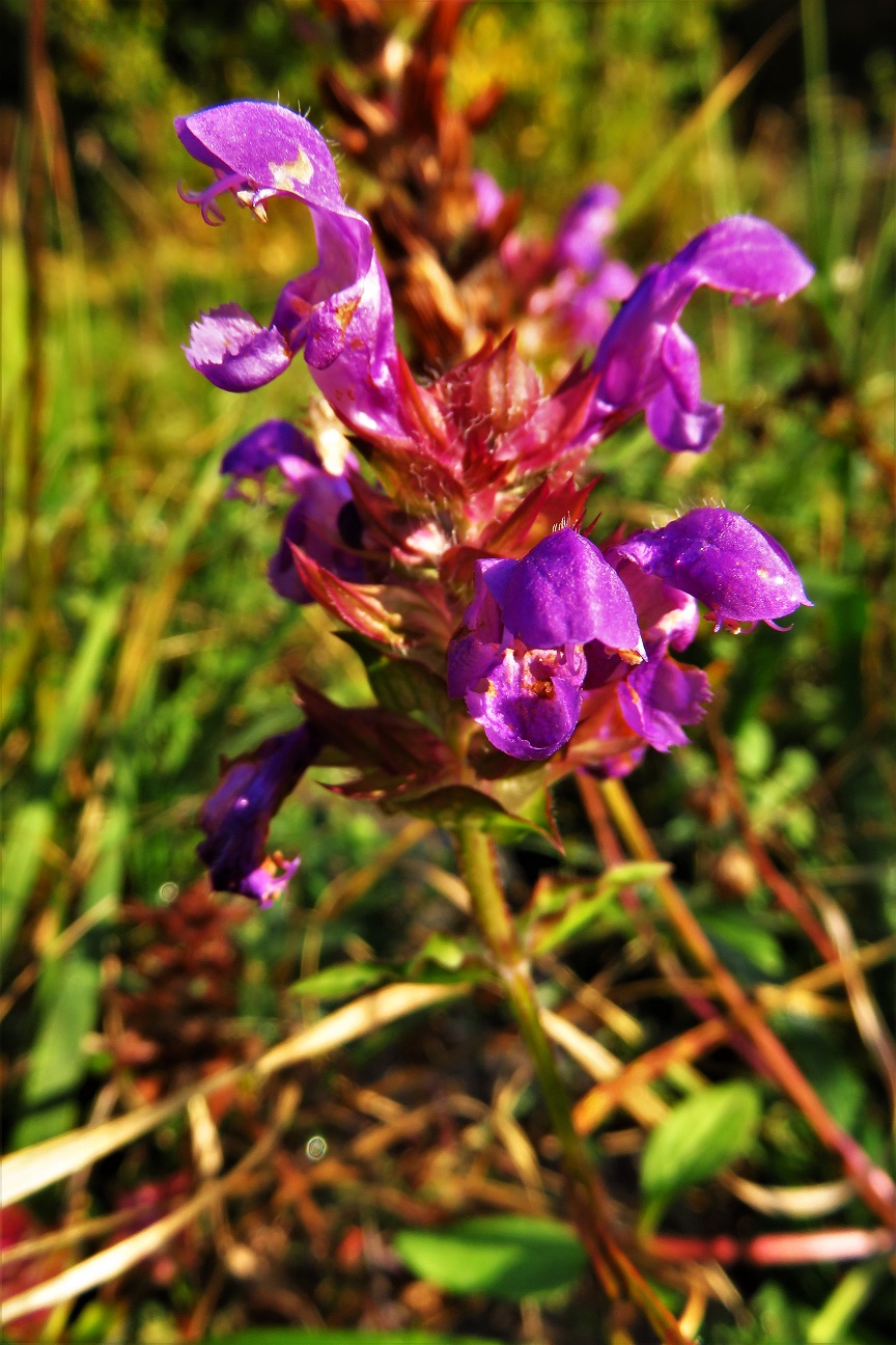 Große Brunelle (Prunella grandiflora) | Lippenblütler (Lamiaceae)