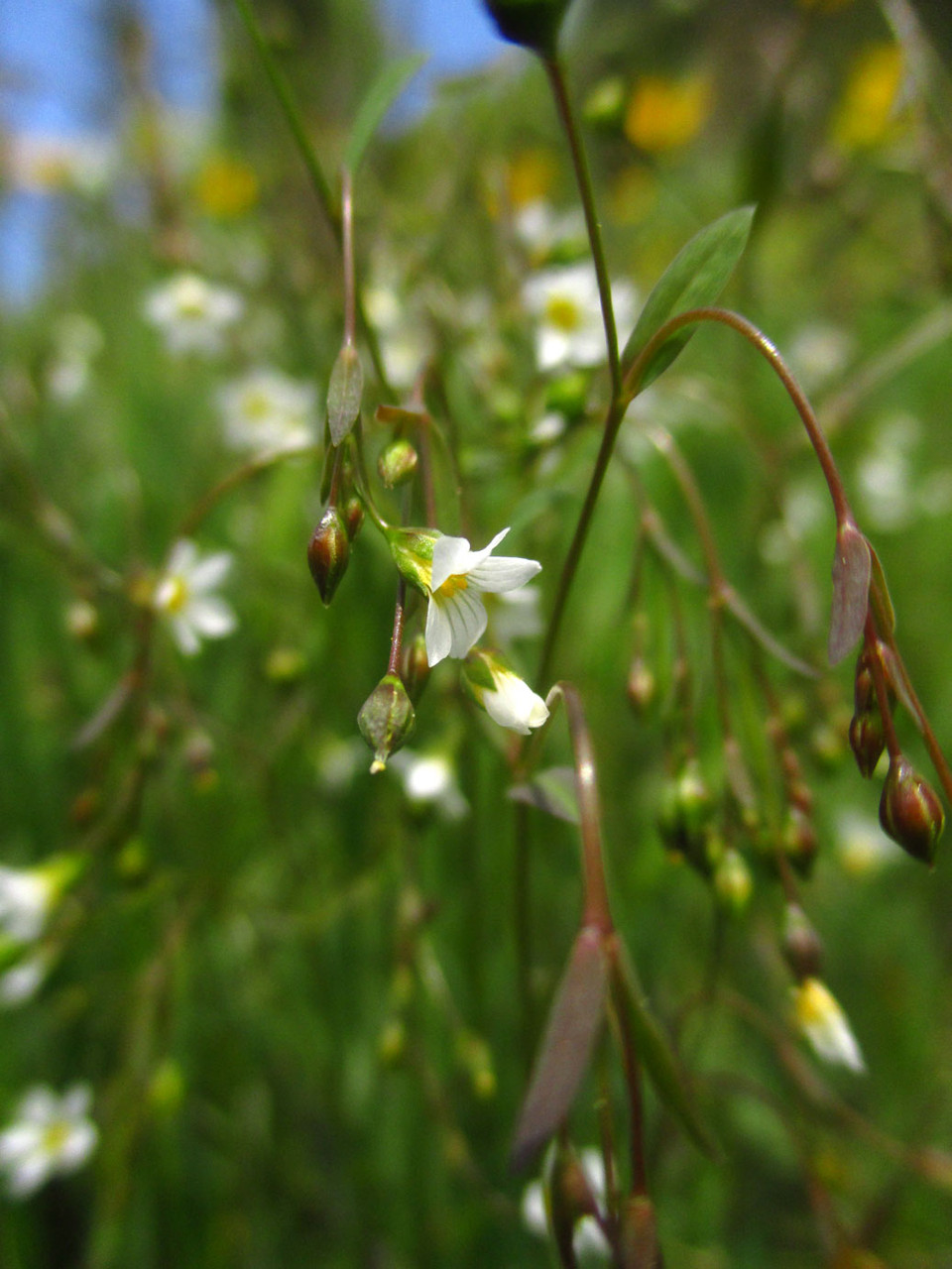 LEINGEWÄCHSE (Linaceae) wildpflanzenwanderung.at Natur erleben mit