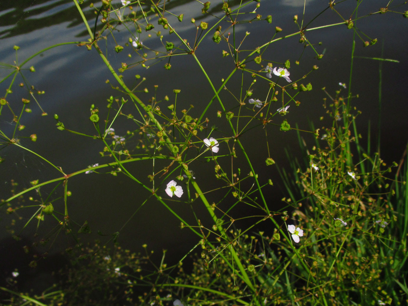 Gewöhnlicher Froschlöffel (Alisma plantago-aquatica) | Familie: Froschlöffelgewächse (Alismataceae)