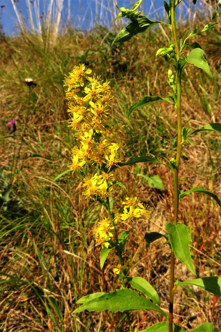 Echte Goldrute (Solidago virgaurea) | Korbblütler (Asteraceae)