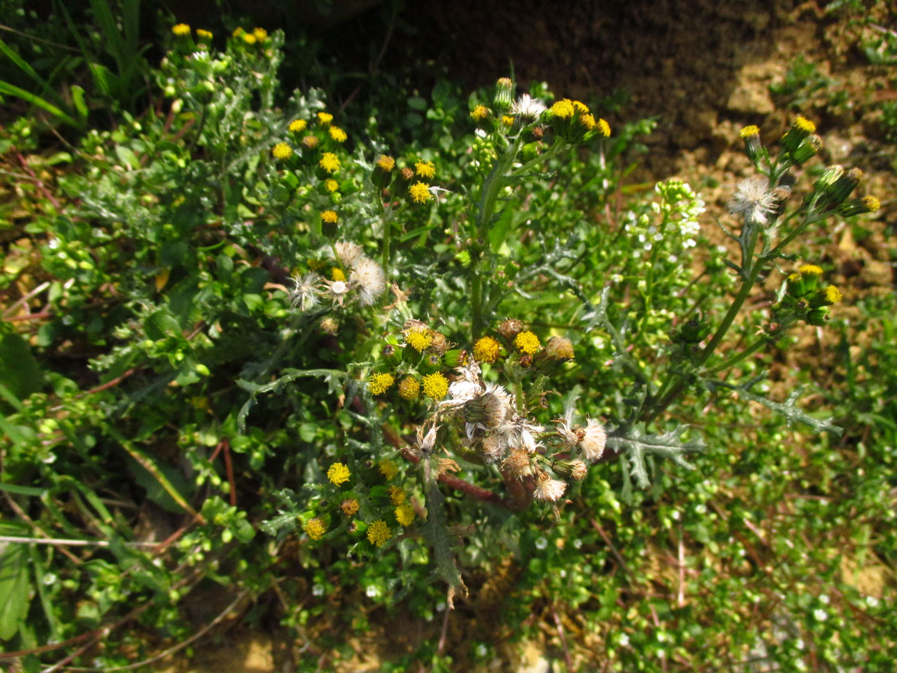 Gewöhnliches Greiskraut (Senecio vulgaris) | Familie: Korbblütler (Asteraceae)