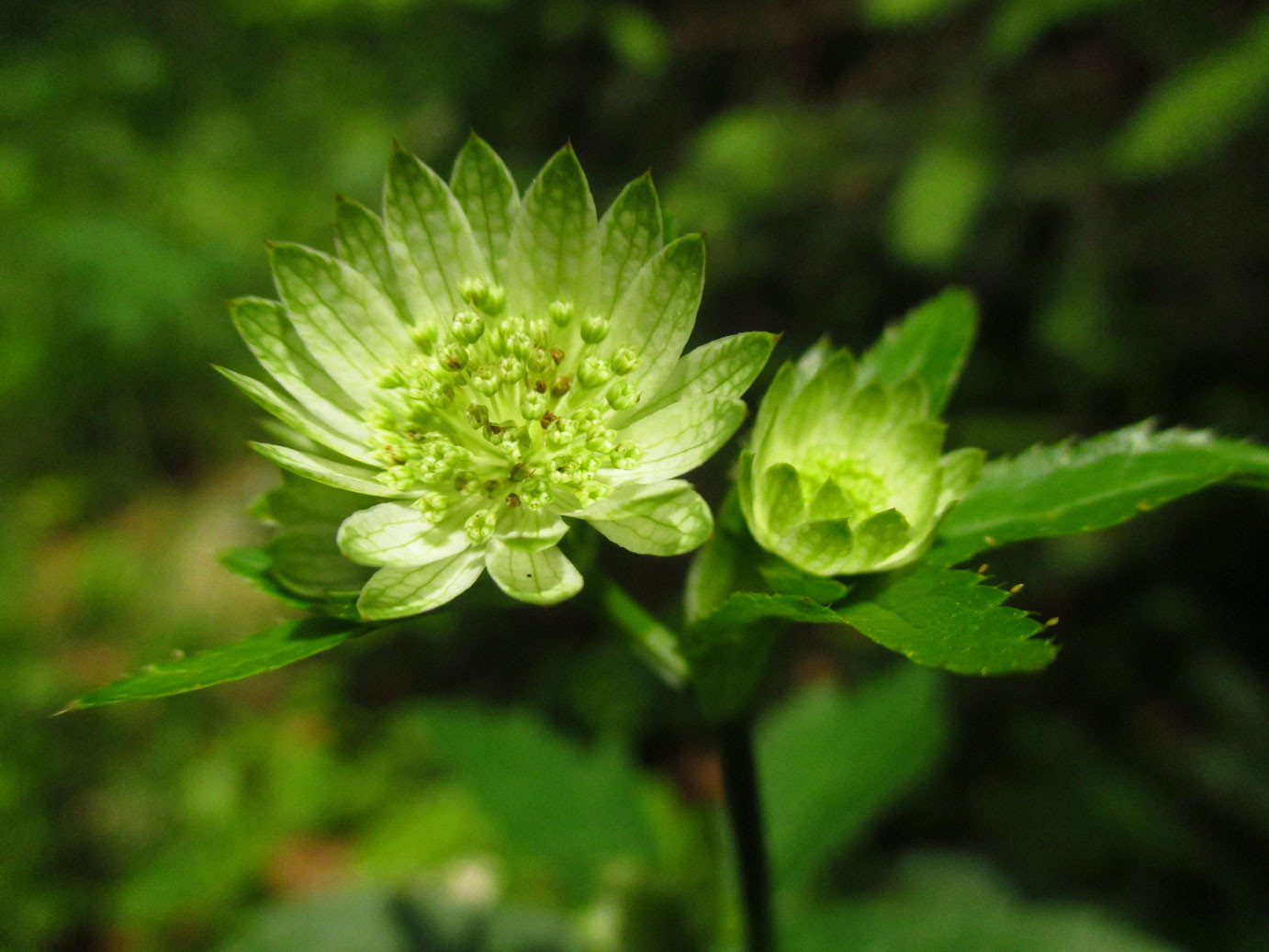 Große Sterndolde (Astrantia major) | DOLDENBLÜTLER (Apiaceae)