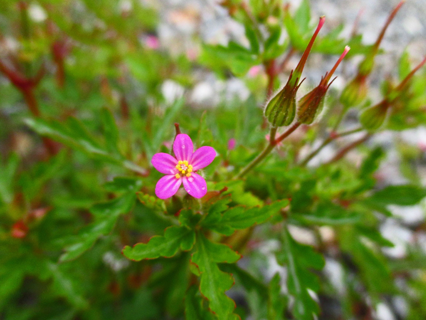 Purpur-Storchschnabel (Geranium purpureum) | Familie: Storchschnabelgewächse (Geraniaceae)