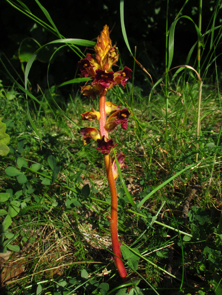 Blutrote Sommerwurz (Orobanche gracilis)