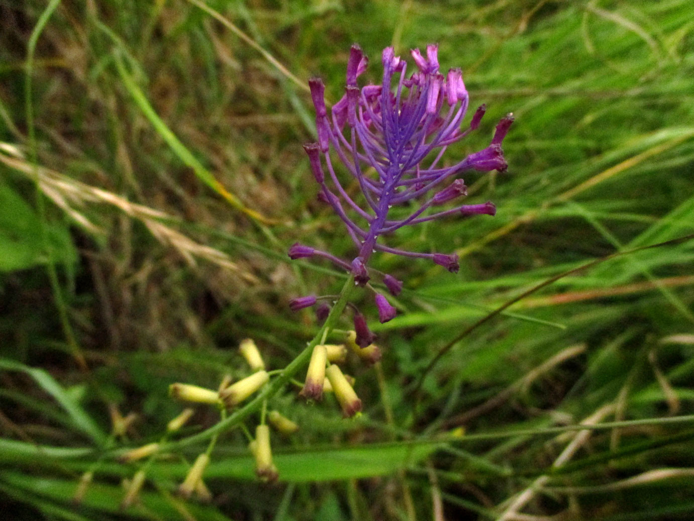 Schopf-Traubenhyazinthe (Muscari comosum) | HYAZINTHENGEWÄCHSE (Hyacinthaceae)