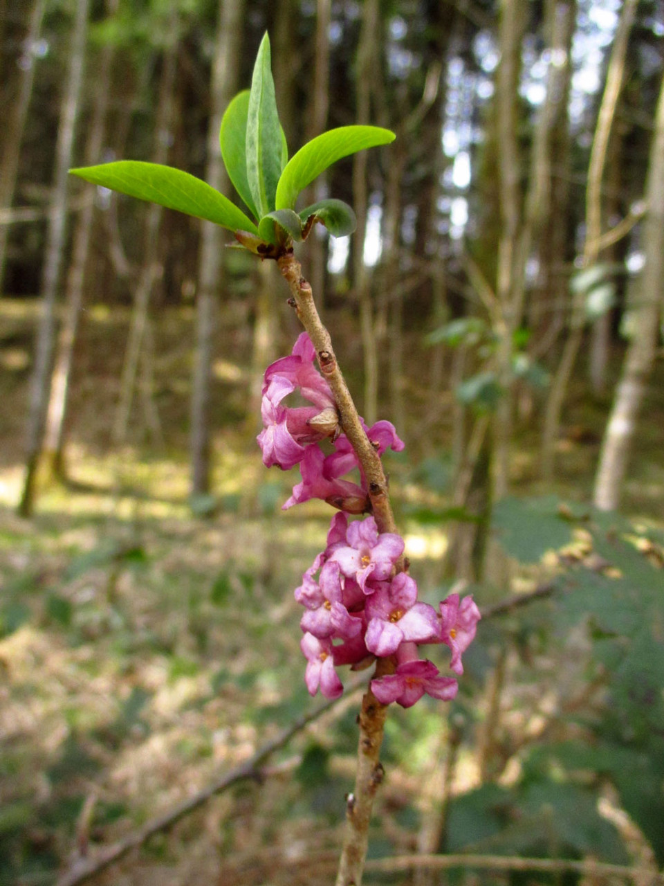 Echter Seidelbast (Daphne mezereum) | Familie: Spatzenzungengewächse (Thymelaeaceae) | stark giftig! | teilweise geschützt!