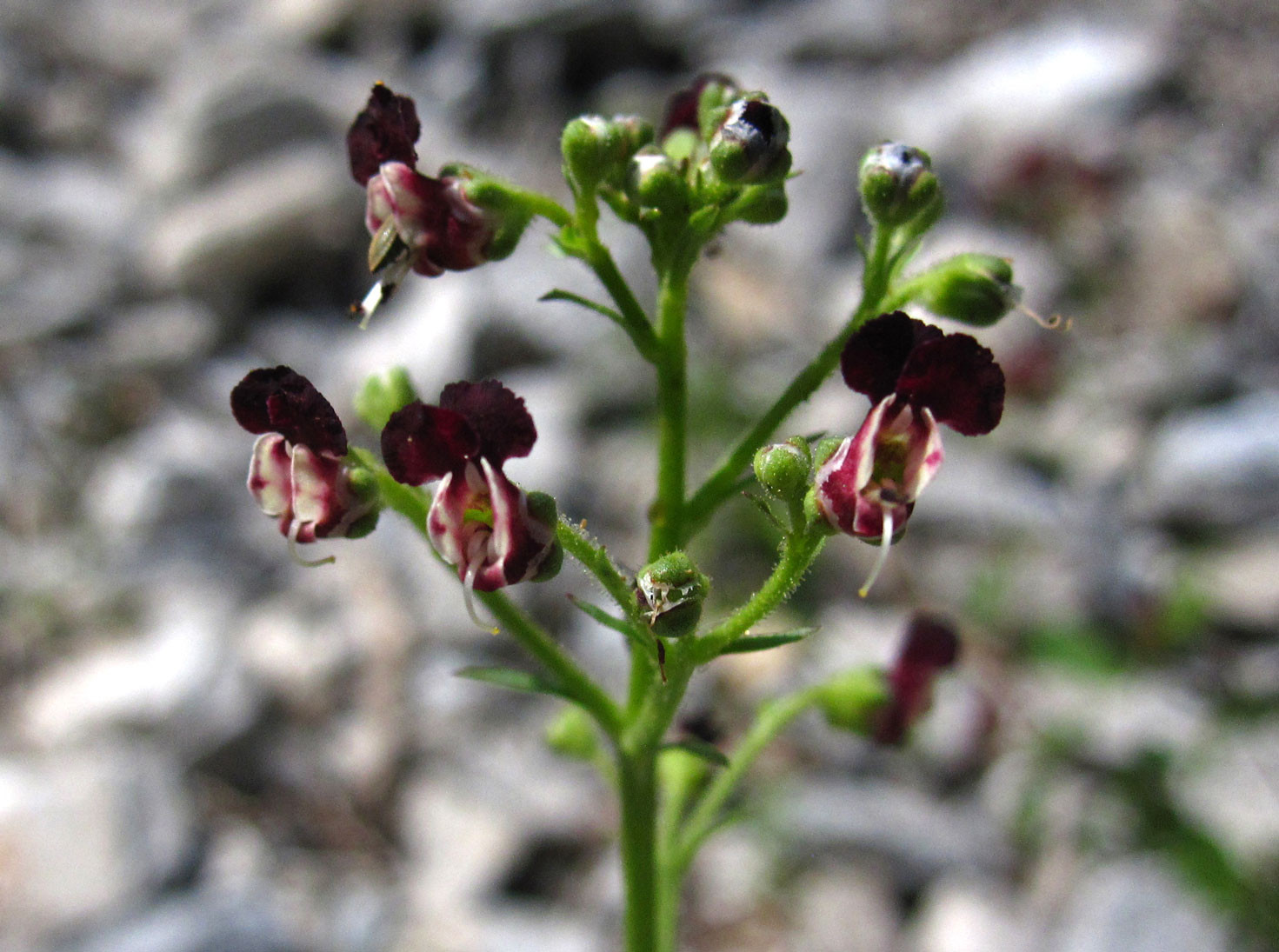 Alpen-Hunds-Braunwurz (Scrophularia juratensis) | Braunwurzgewächse (Scrophulariaceae) | vollkommen geschützt!