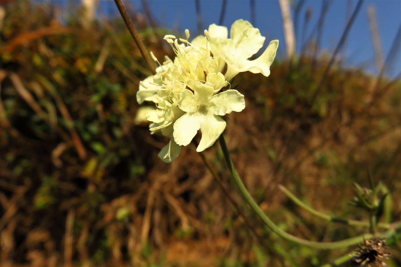Gelbe Skabiose (Scabiosa ochroleuca) | Kardengewächse (Dipsacaceae)