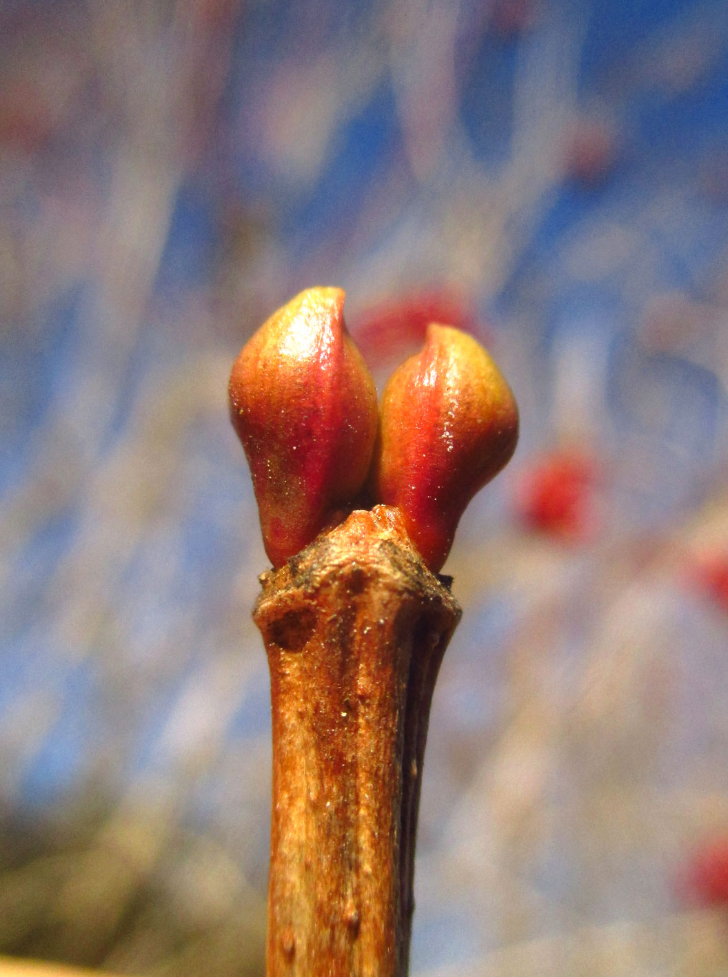 Gewöhnlicher Schneeball (Viburnum opulus) | Familie: Moschuskrautgewächse (Adoxaceae)