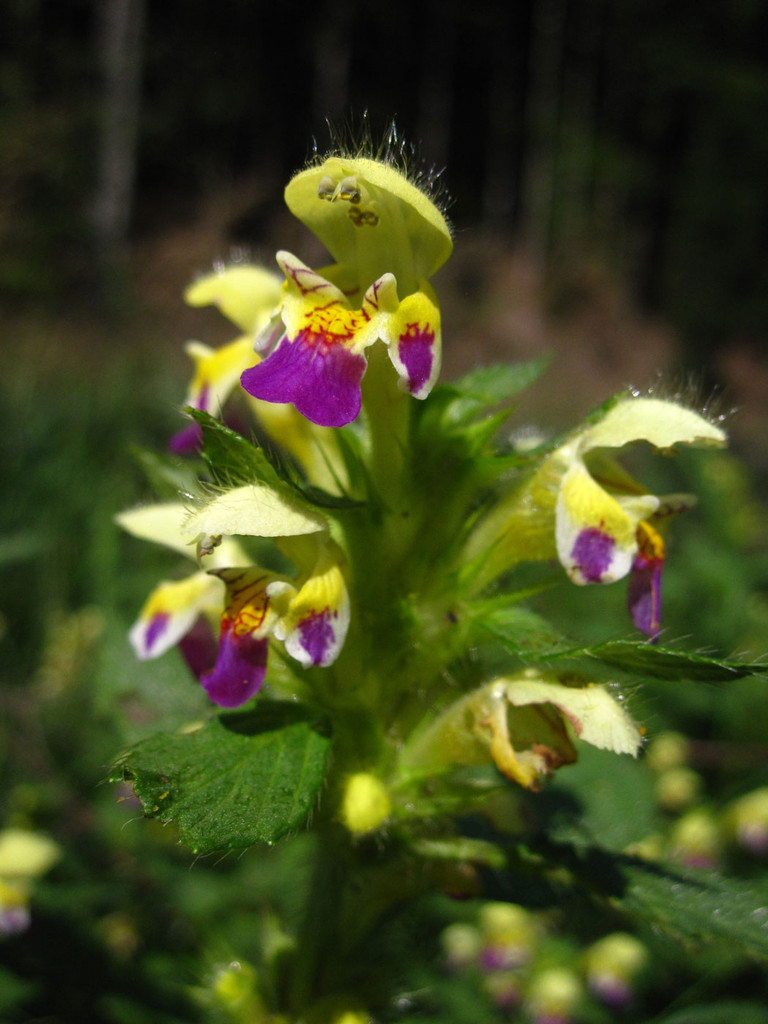 Bunt-Hohlzahn (Galeopsis speciosa)