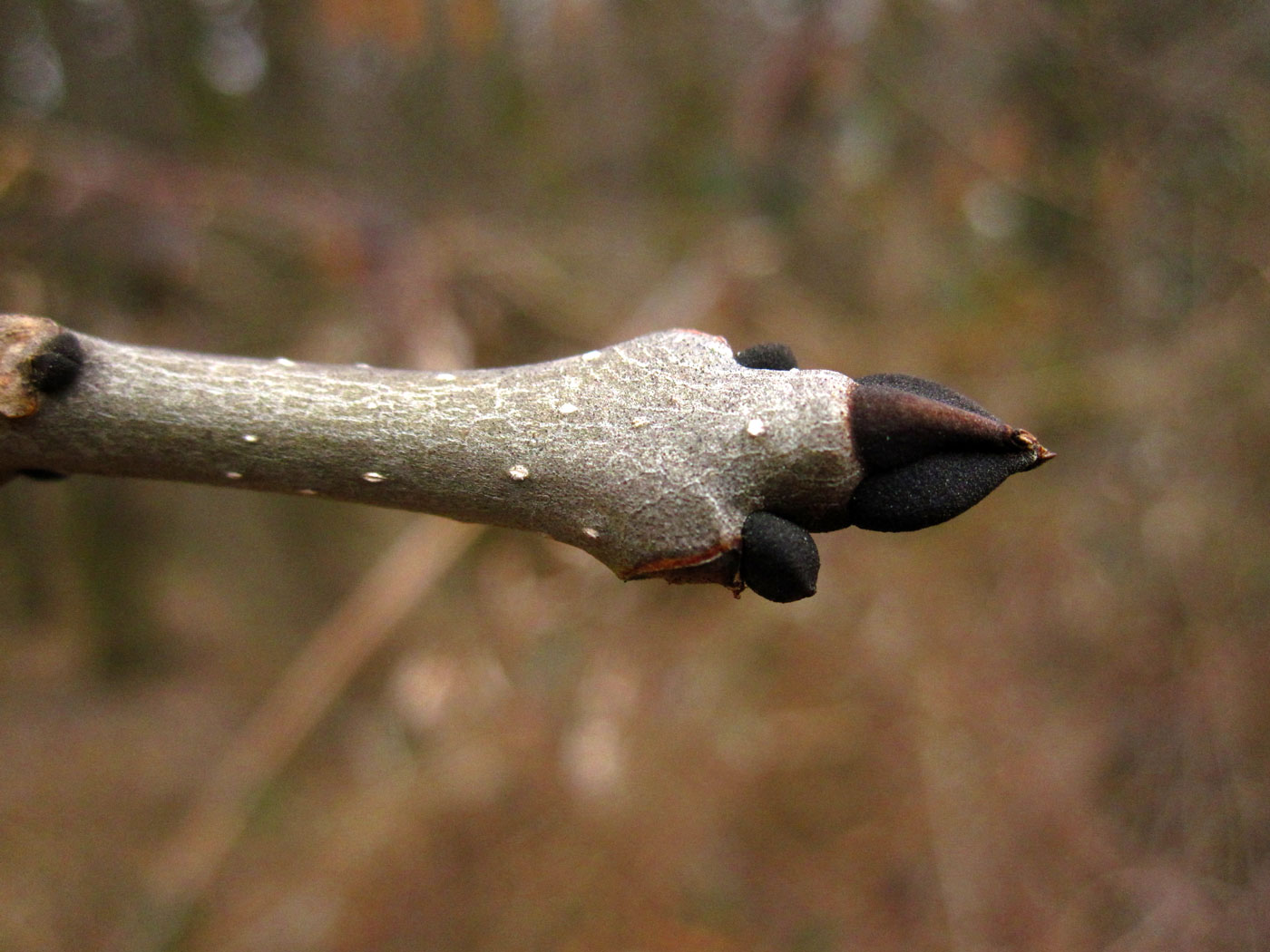 Gewöhnliche Esche (Fraxinus excelsior) | Familie: Ölbaumgewächse (Oleaceae)