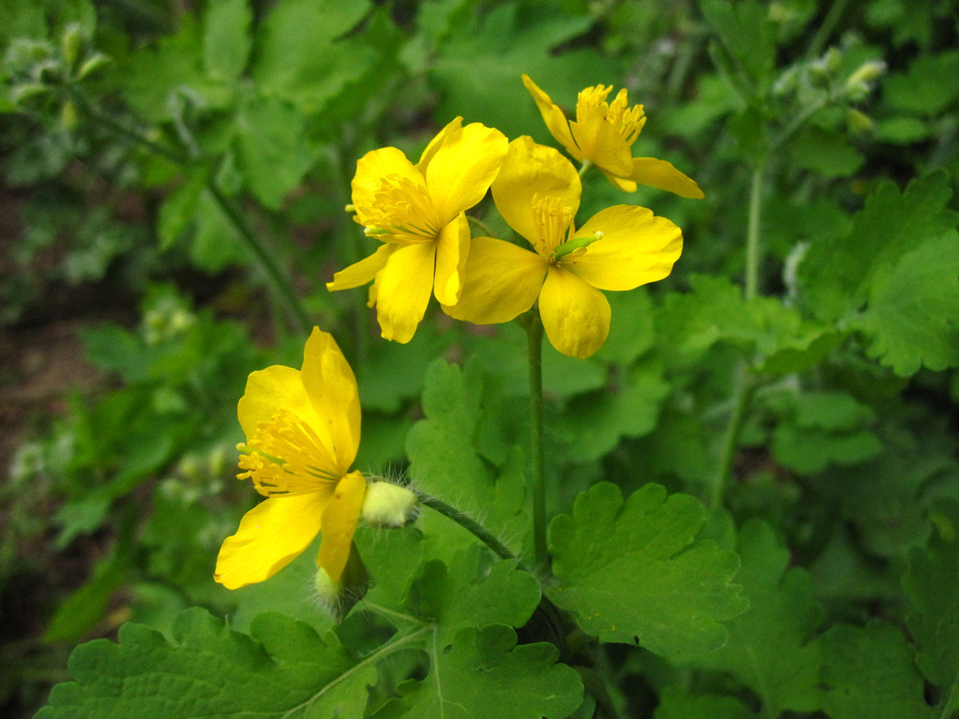 Schöllkraut (Chelidonium majus) | MOHNGEWÄCHSE (Papaveraceae) | giftig!