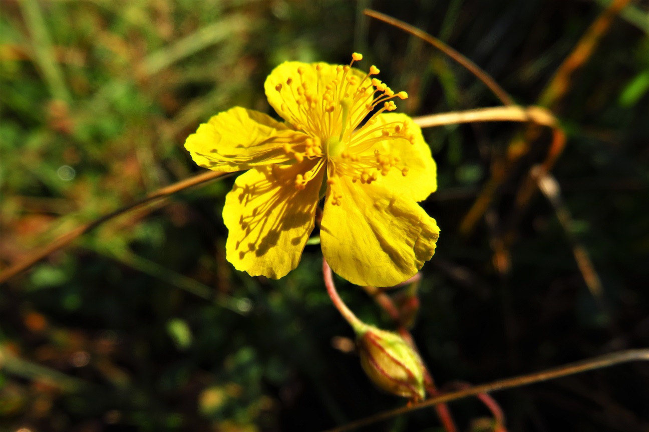 Gewöhnliches Sonnenröschen (Helianthemum nummularium agg.) | Zistrosengewächse (Cistaceae)