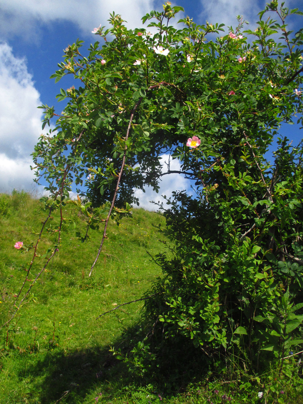 Hunds-Rose (Rosa canina) | Familie: Rosengewächse (Rosaceae)