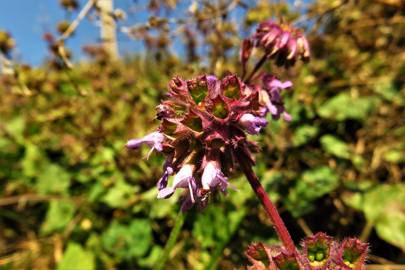 Quirl-Salbei (Salvia verticillata) | Lippenblütler (Lamiaceae)
