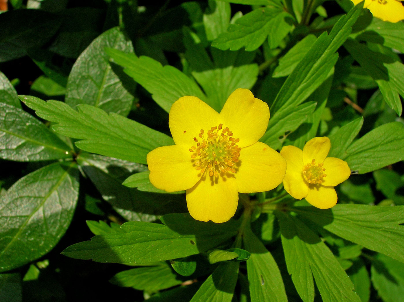 Gelbes Windröschen (Anemone nemorosa) | HAHNENFUSSGEWÄCHSE (Ranunculaceae) | giftig!