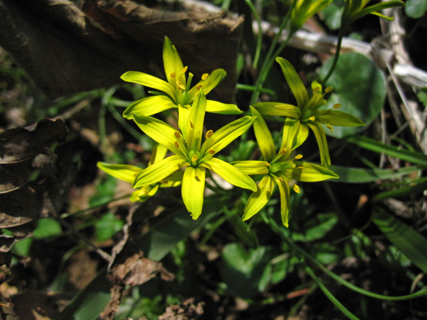 Wald-Gelbstern (Gagea lutea) | Familie: LIliengewächse (Liliaceae) | teilweise geschützt!