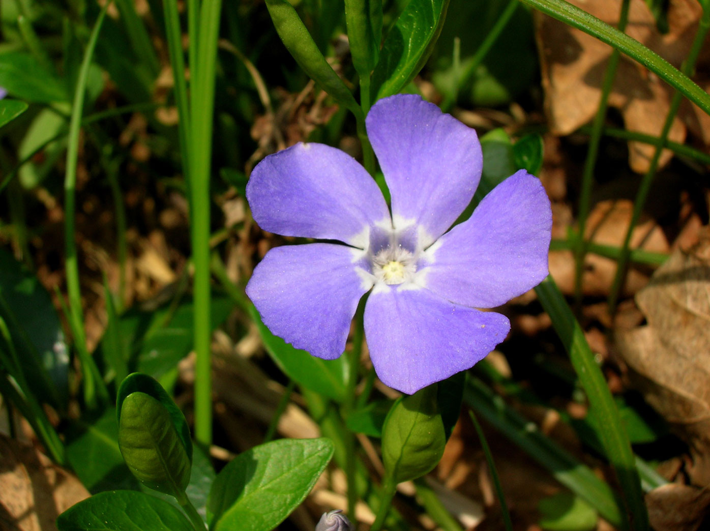 Kleines Immergrün (Vinca minor) | HUNDSGIFTGEWÄCHSE (Apocynaceae) | schwach giftig!