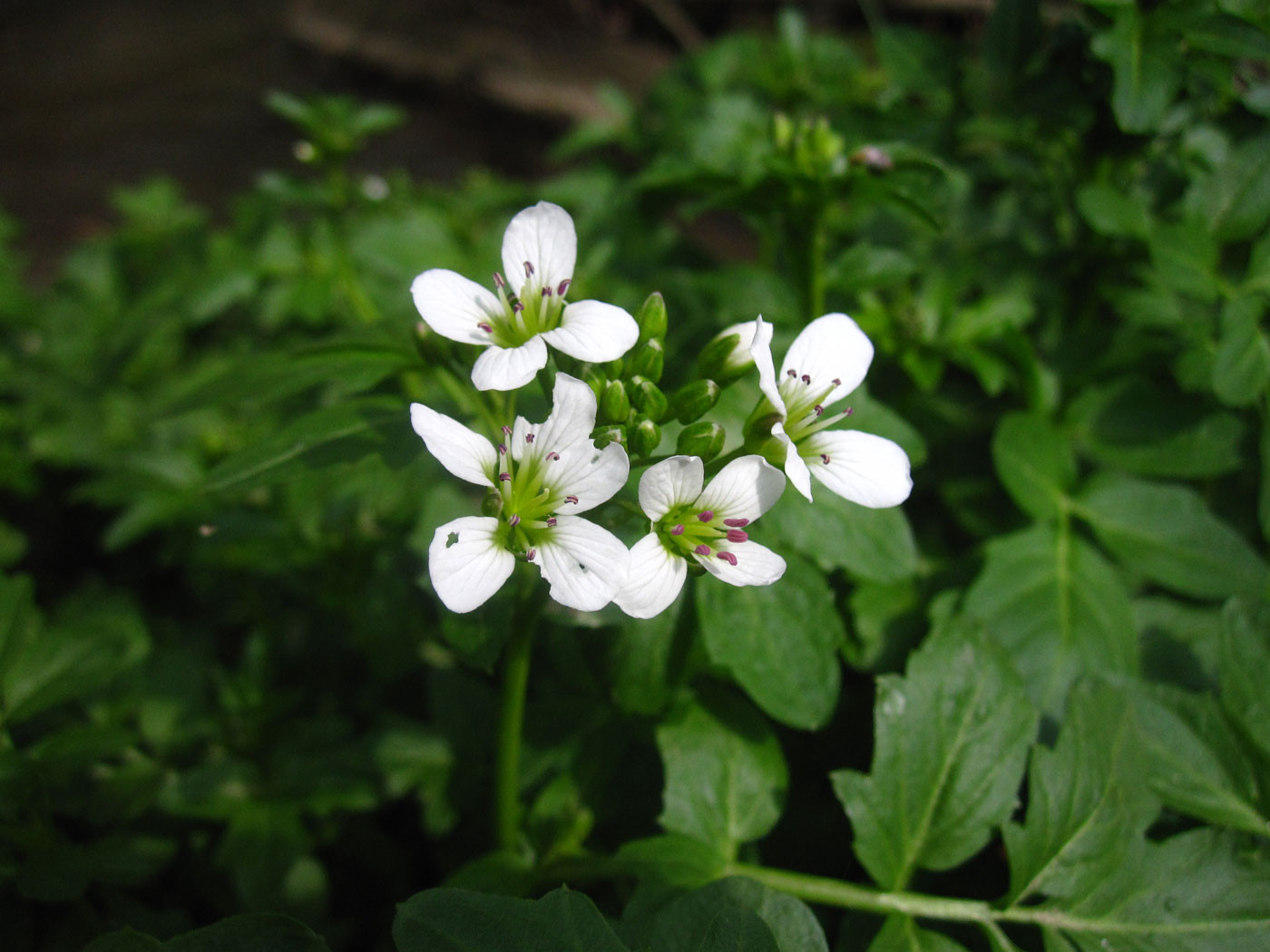 Bitter-Schaumkraut (Cardamine amara) | KREUZBLÜTLER (Brassicaceae)