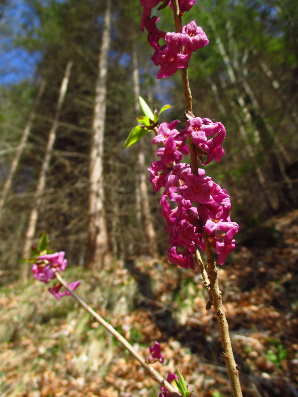 Echter Seidelbast (Daphne mezereum) | Familie: Spatzenzungengewächse (Thymelaeaceaea) | stark giftig! | teilweise geschützt!