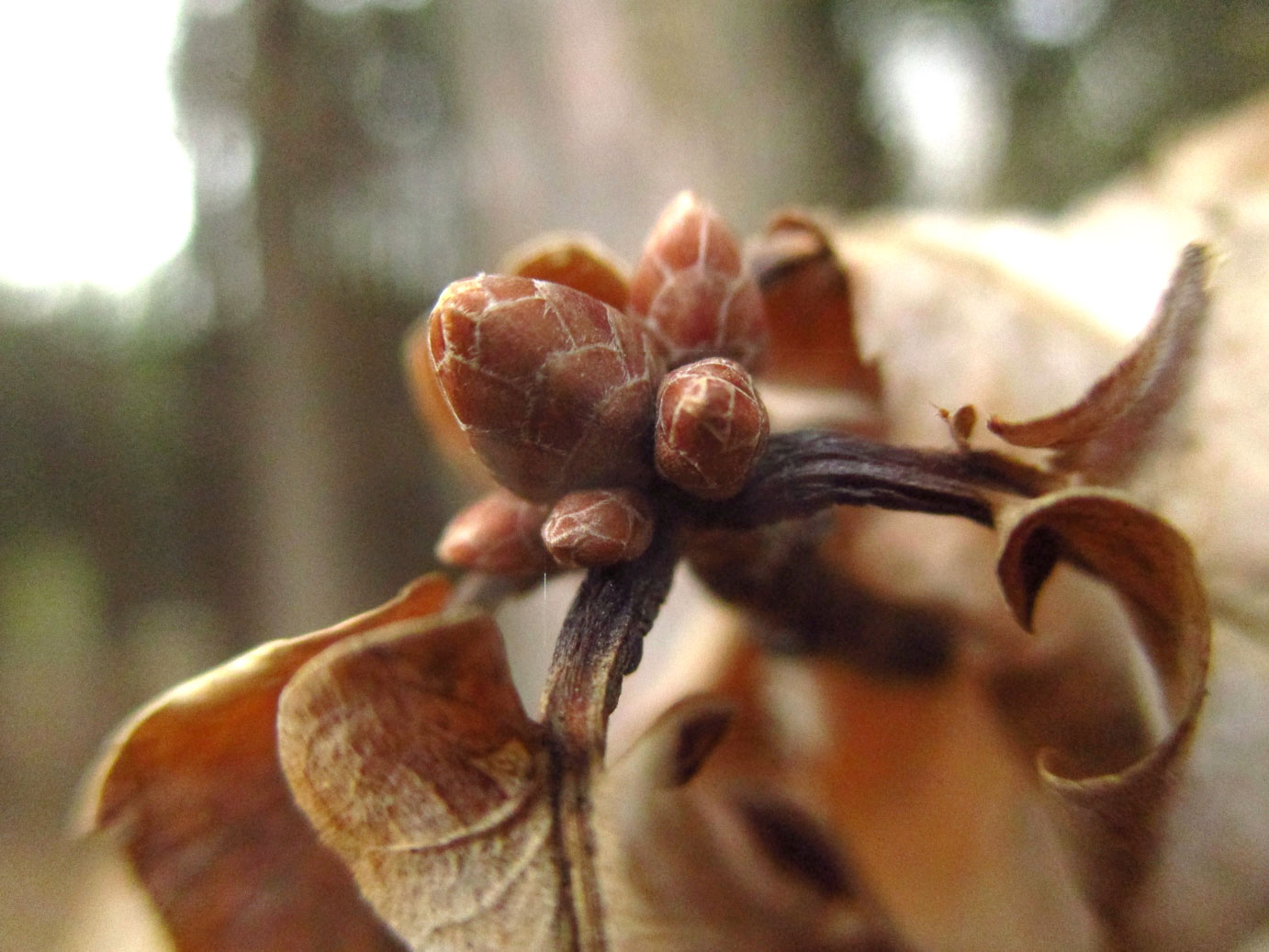 Stiel-Eiche (Quercus robur) | Familie: Buchengewächse (Fagaceae)