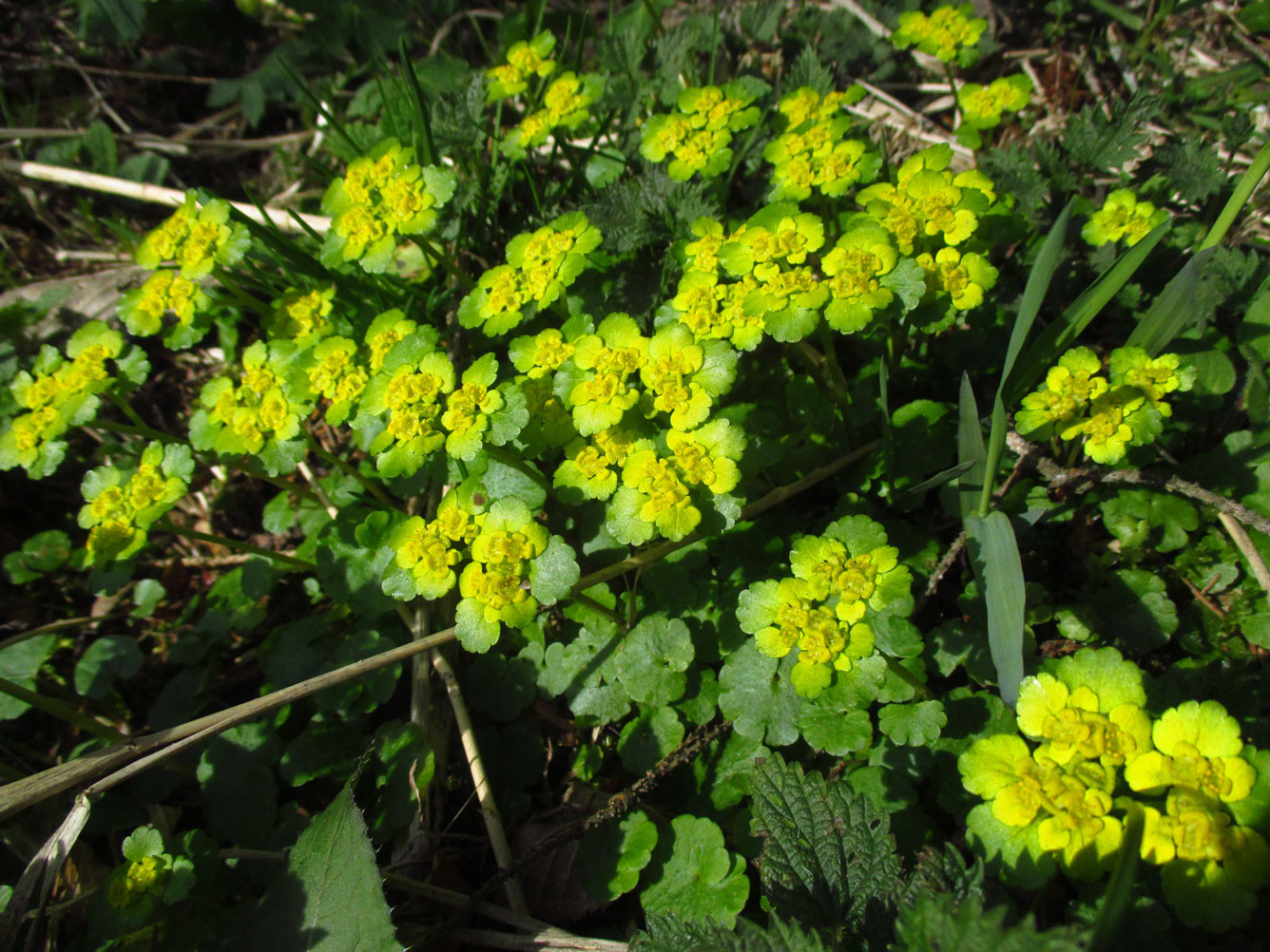 Wechselblatt-Milzkraut (Chrysosplenium alternifolium) | Familie: Steinbrechgewächse (Saxifragaceae)