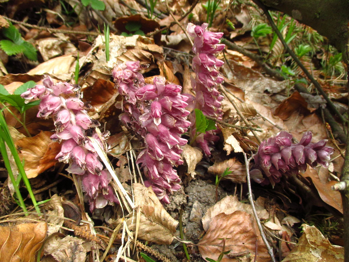 Schuppenwurz  (Lathraea squamaria) | SOMMERWURZGEWÄCHSE (Orobanchaceae)