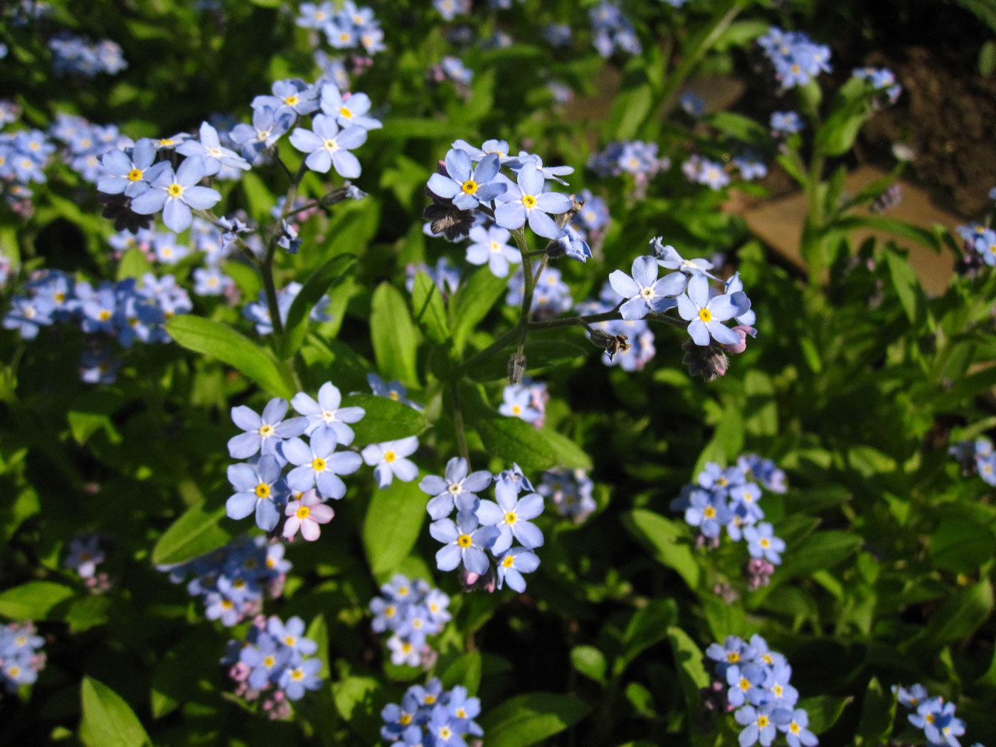 Wald-Vergissmeinnicht (Myosotis sylvatica) | RAUHBLATTGEWÄCHSE (Boraginaceae)