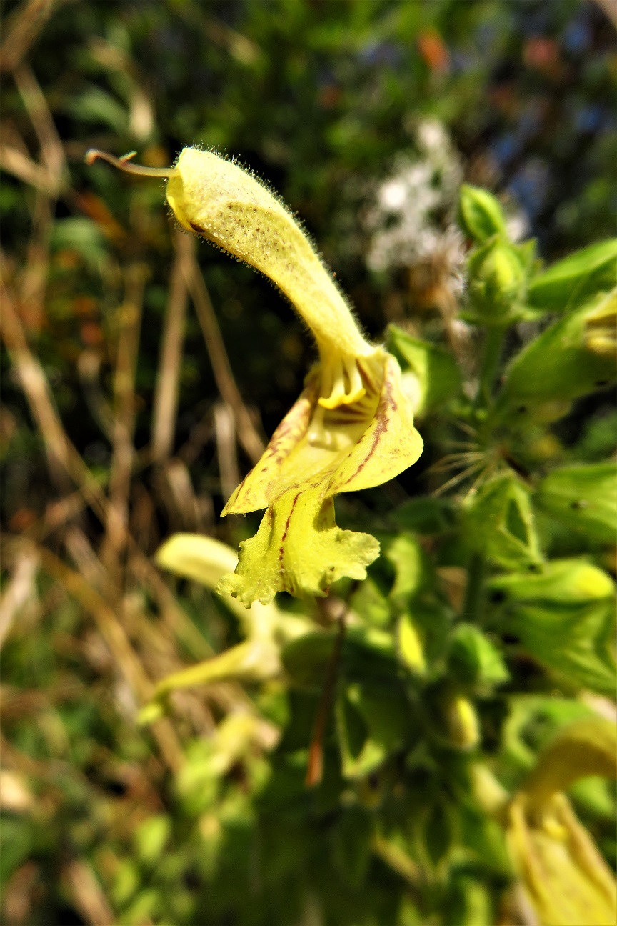 Kleb-Salbei (Salvia glutinosa) | Lippenblütler (Lamiaceae)