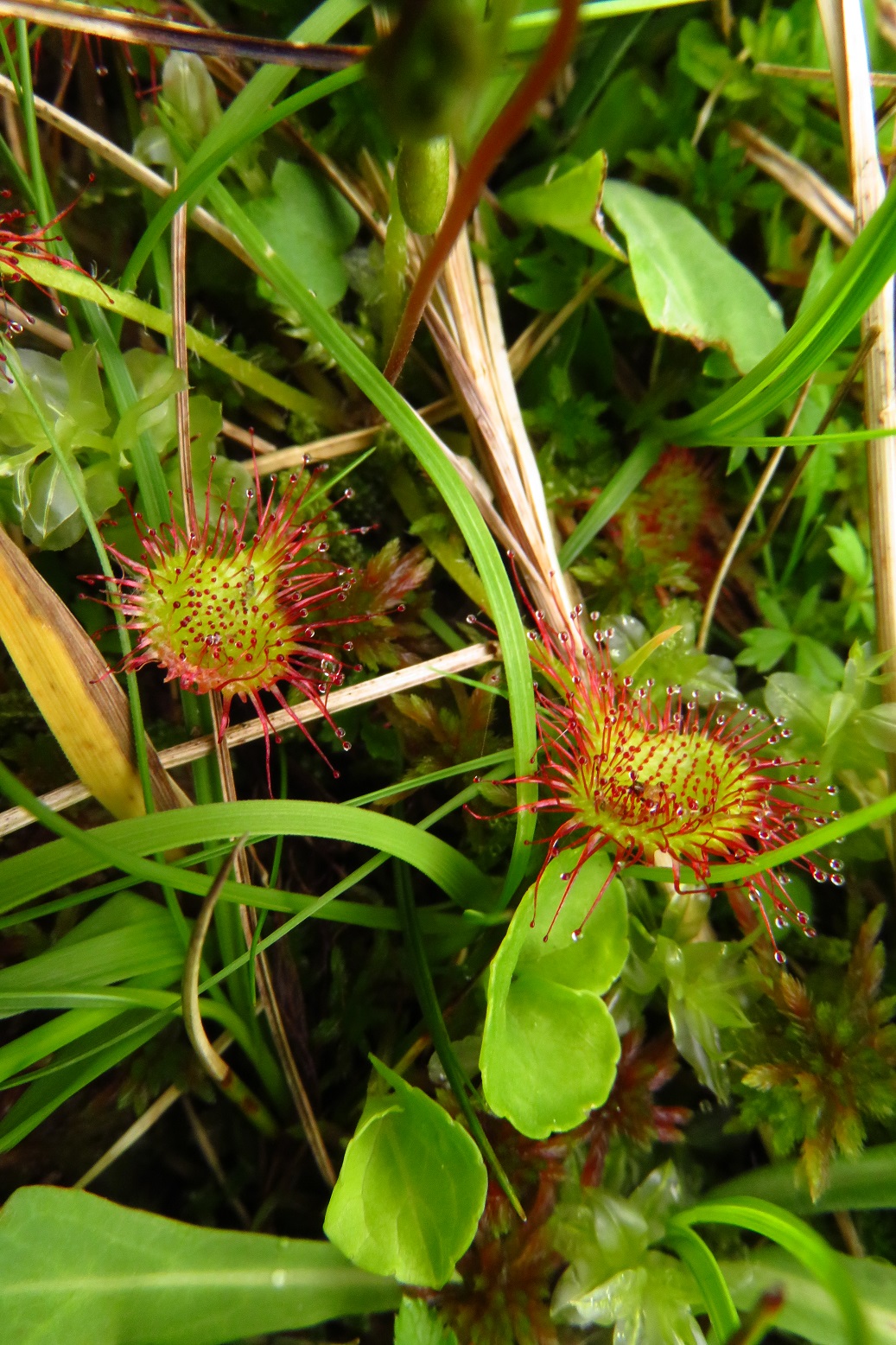 Rundblatt-Sonnentau (Drosera rotundifolia) | Sonnentaugewächse (Droseraceae) | teilweise geschützt!