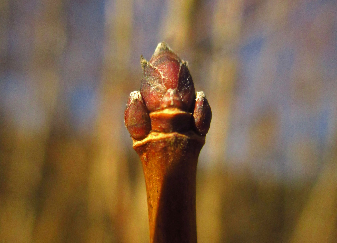 Feld-Ahorn (Acer campestre) | Familie: Seifenbaumgewächse (Sapindaceae)