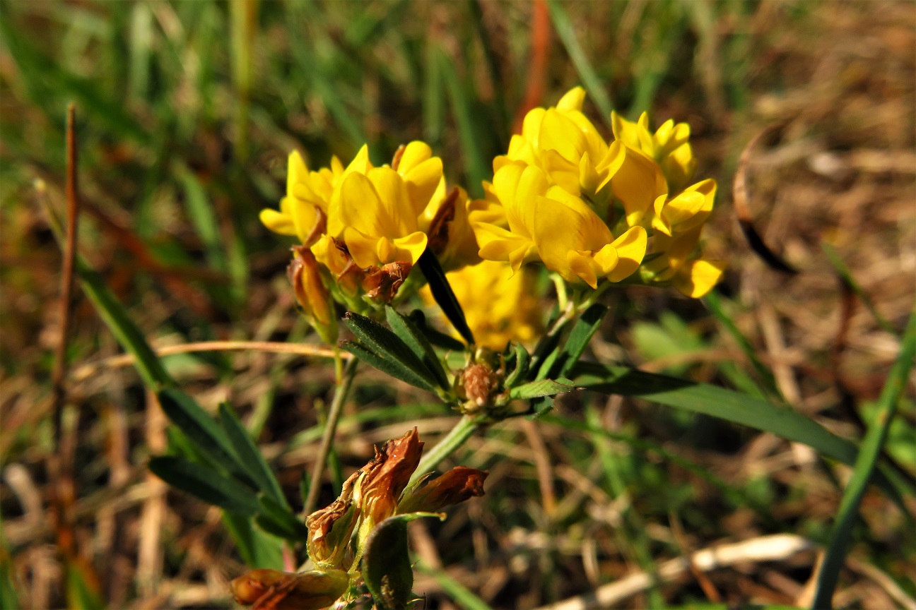 Sichel-Luzerne (Medicago falcata) | Hülsenfrüchtler (Fabaceae)