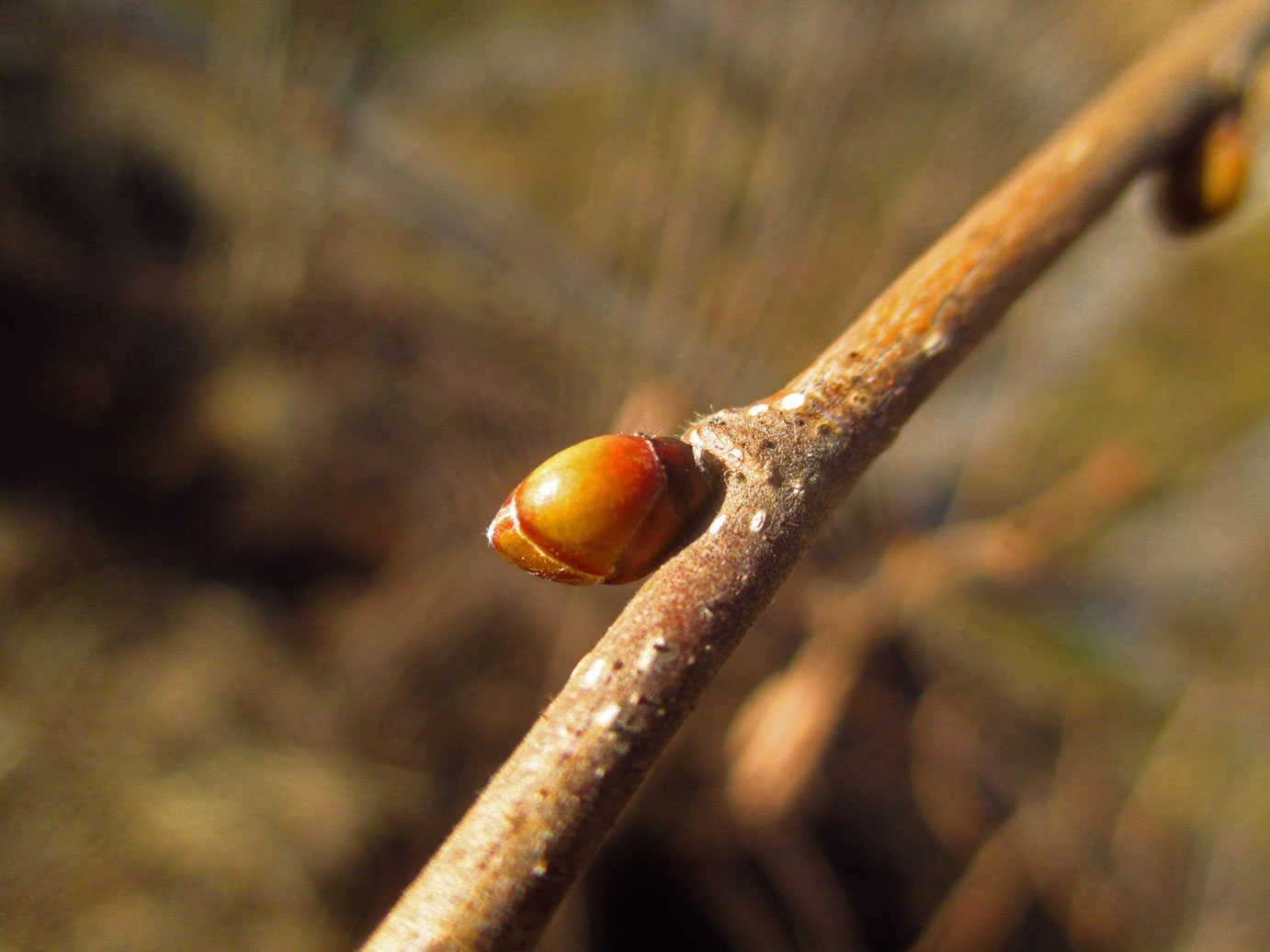 Gewöhnliche Hasel (Corylus avellana) | Familie: Birkengewächse (Betulaceae)