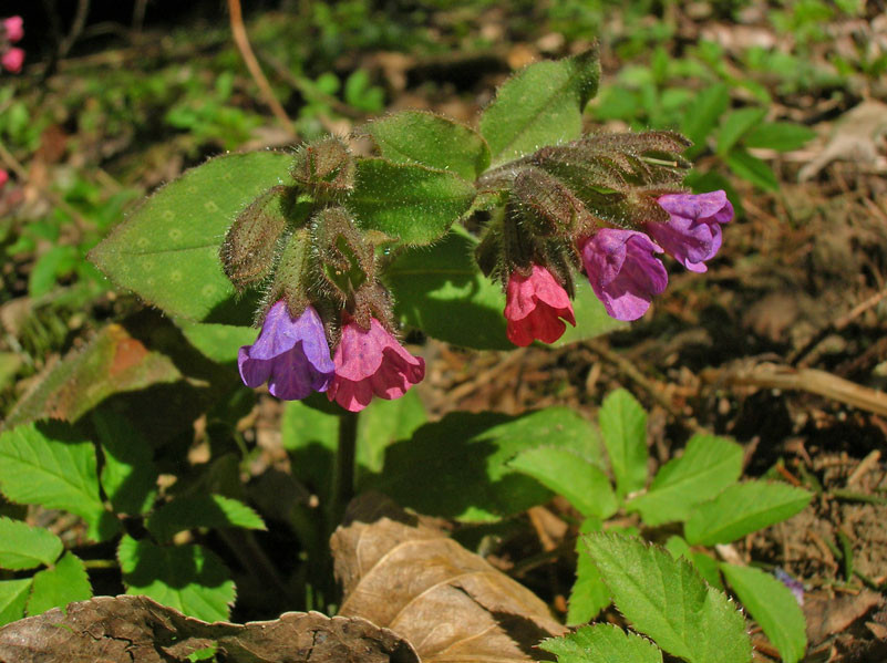 Echtes Lungenkraut (Pulmonaria officinalis)