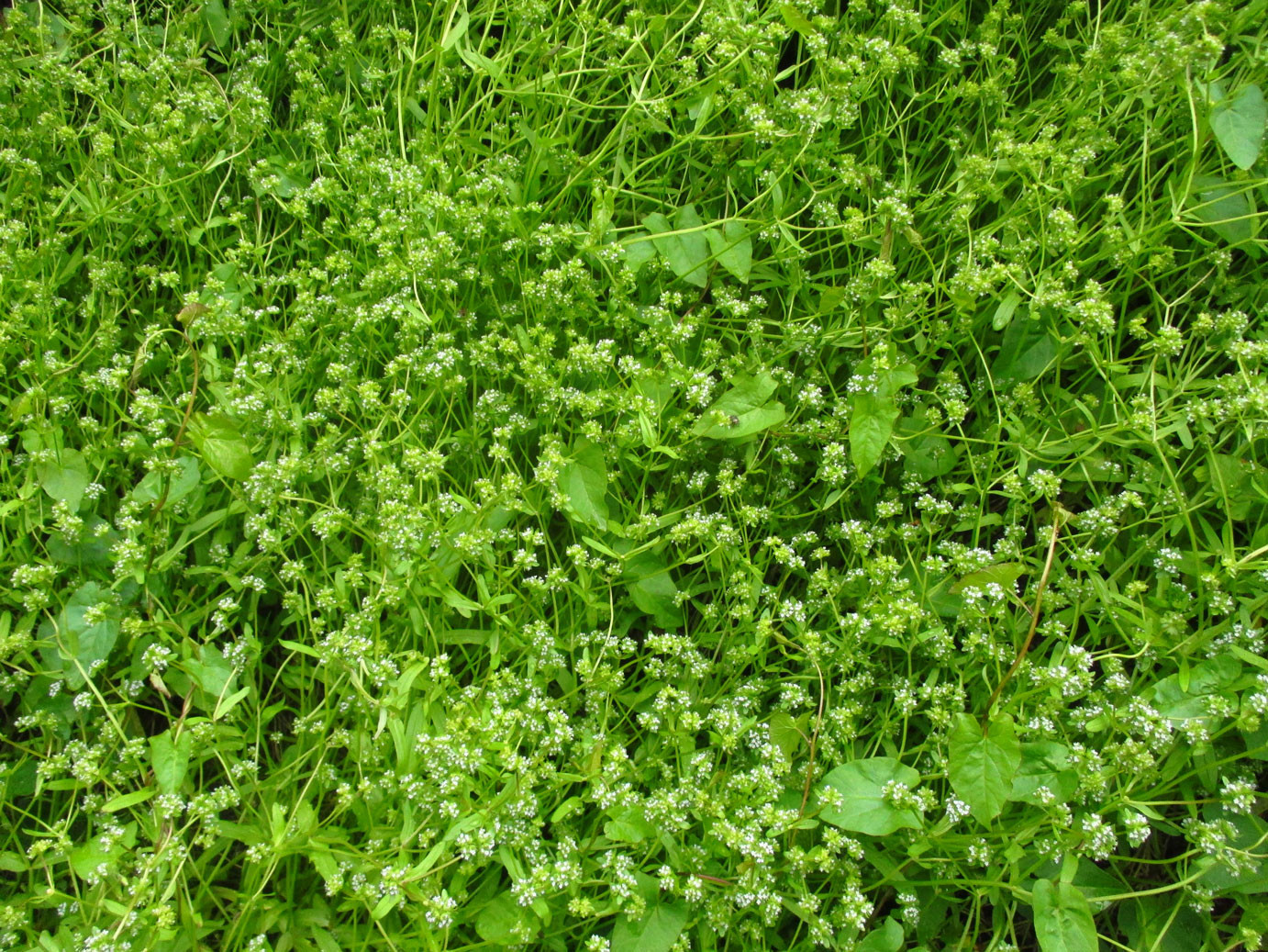 Gewöhnlicher Feldsalat (Valerianella locusta) | Familie: Baldriangewächse (Valerianaceae)