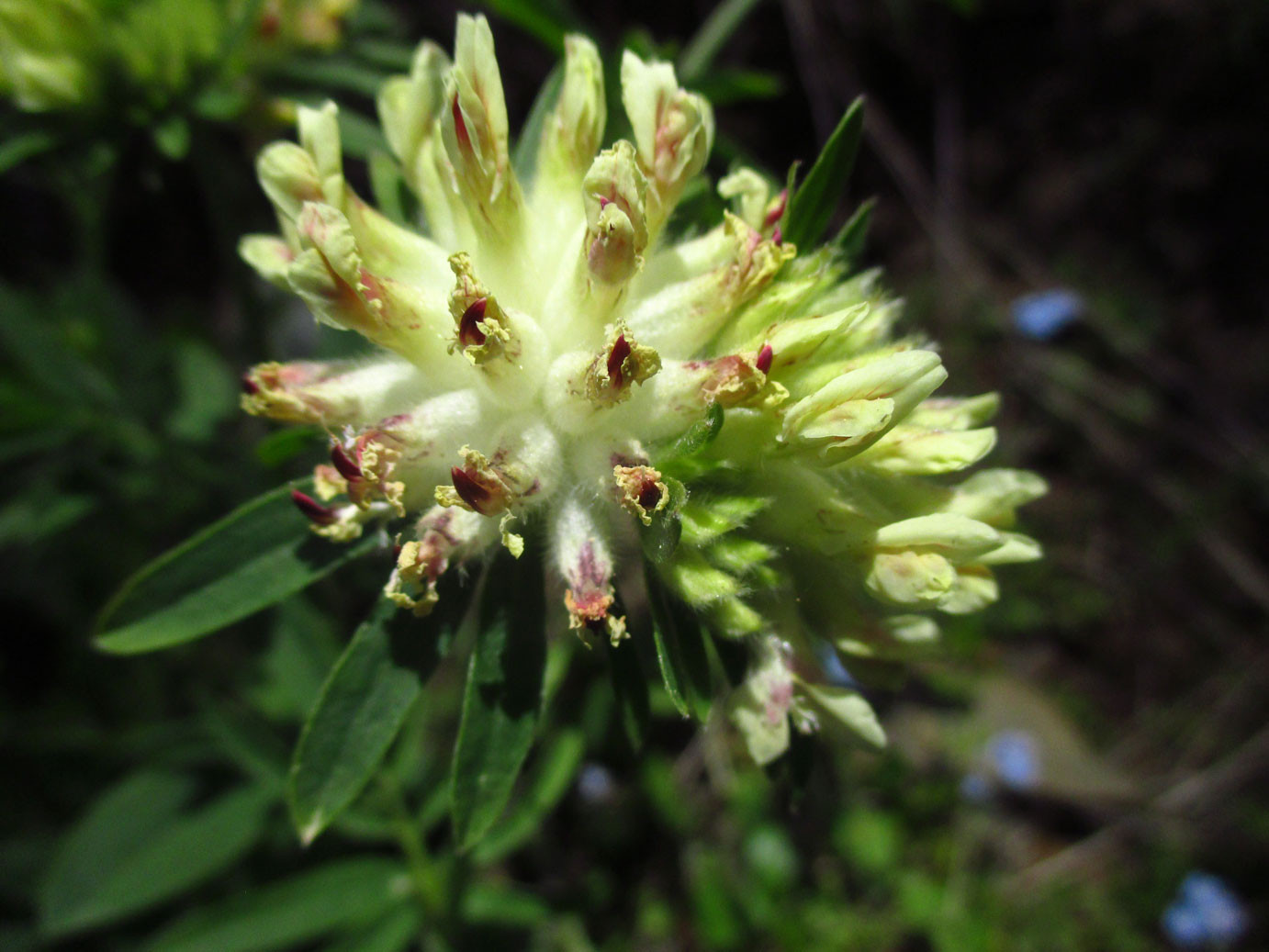Echter Wundklee (Anthyllis vulneraria) | Schmetterlingsblütler (Fabaceae)