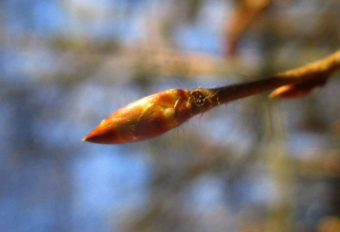 Edel-Hainbuche (Carpinus betulus) | Familie: Birkengewächse (Betulaceae)