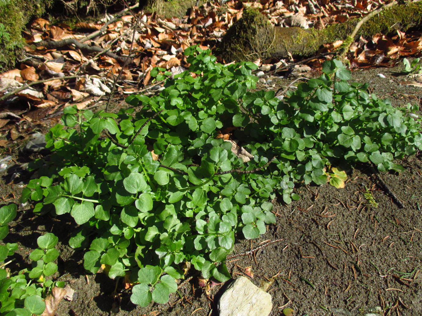 Bitter-Schaumkraut (Cardamine amara) | Familie: Kreuzblütler (Brassicaceae)