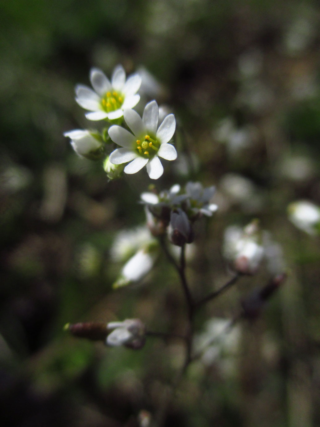 Frühlings-Hungerblümchen (Draba verna) | Familie: Kreuzblütler