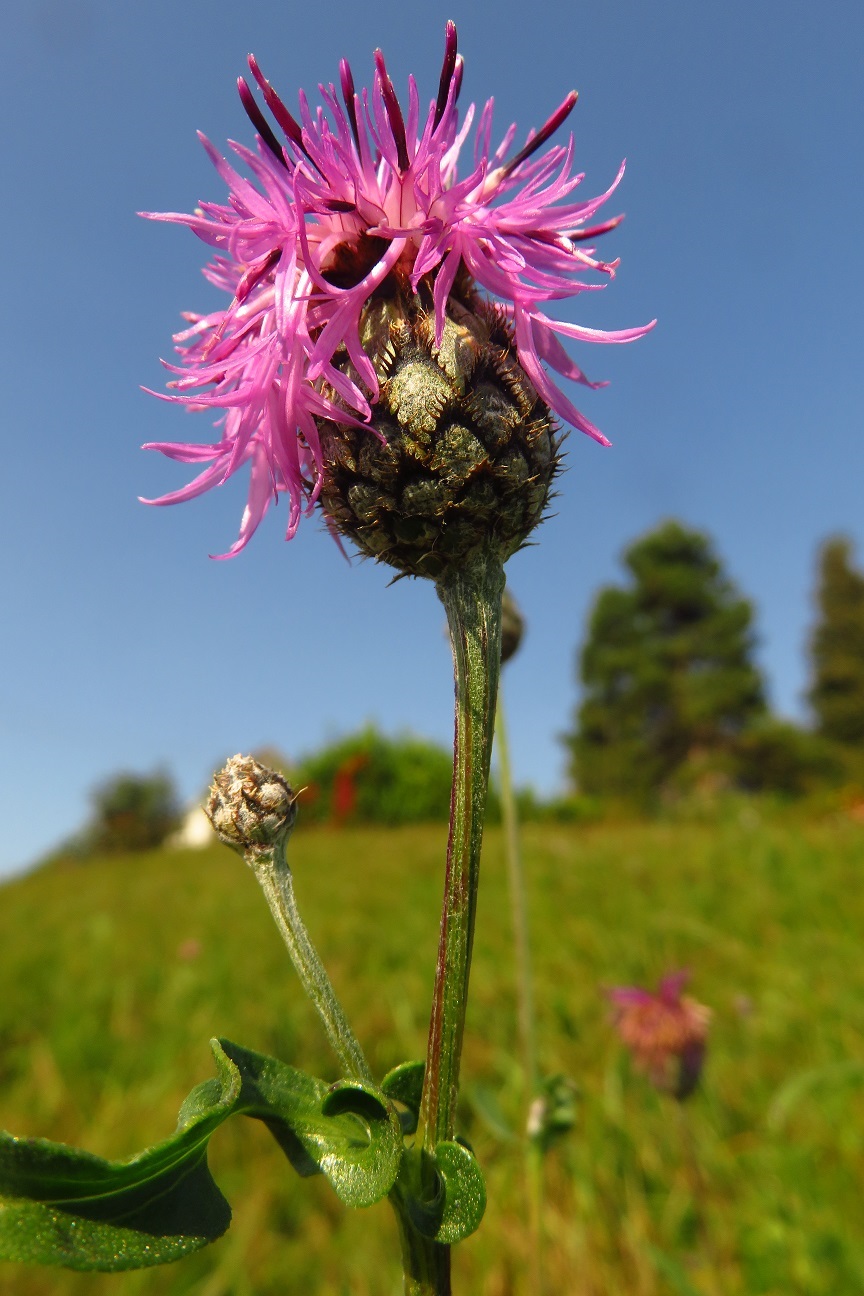 Skabiosen-Flockenblume (Centaurea scabiosa) | Korbblütler (Asteraceae)