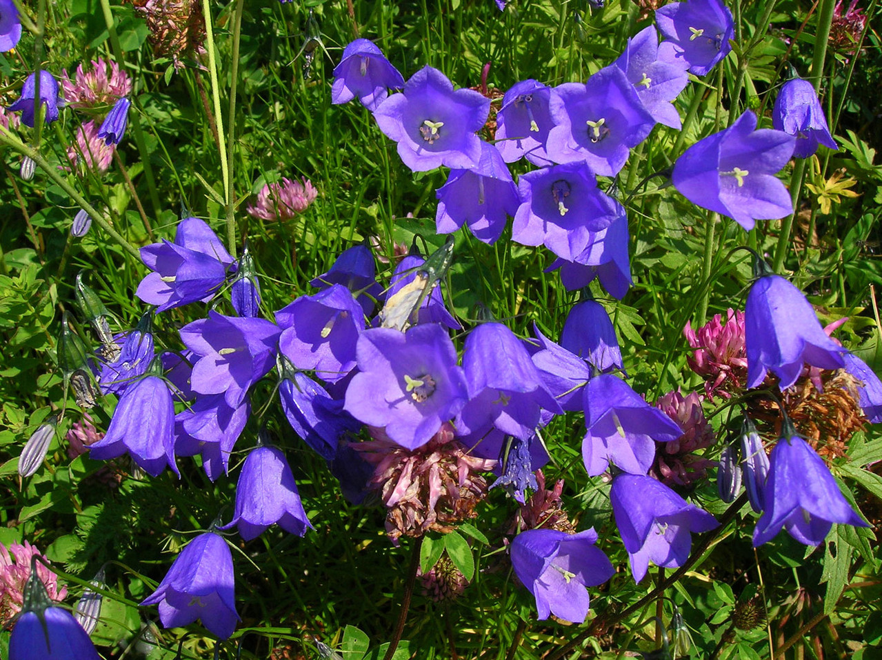 Scheuchzer-Glockenblume (Campanula scheuchzeri)