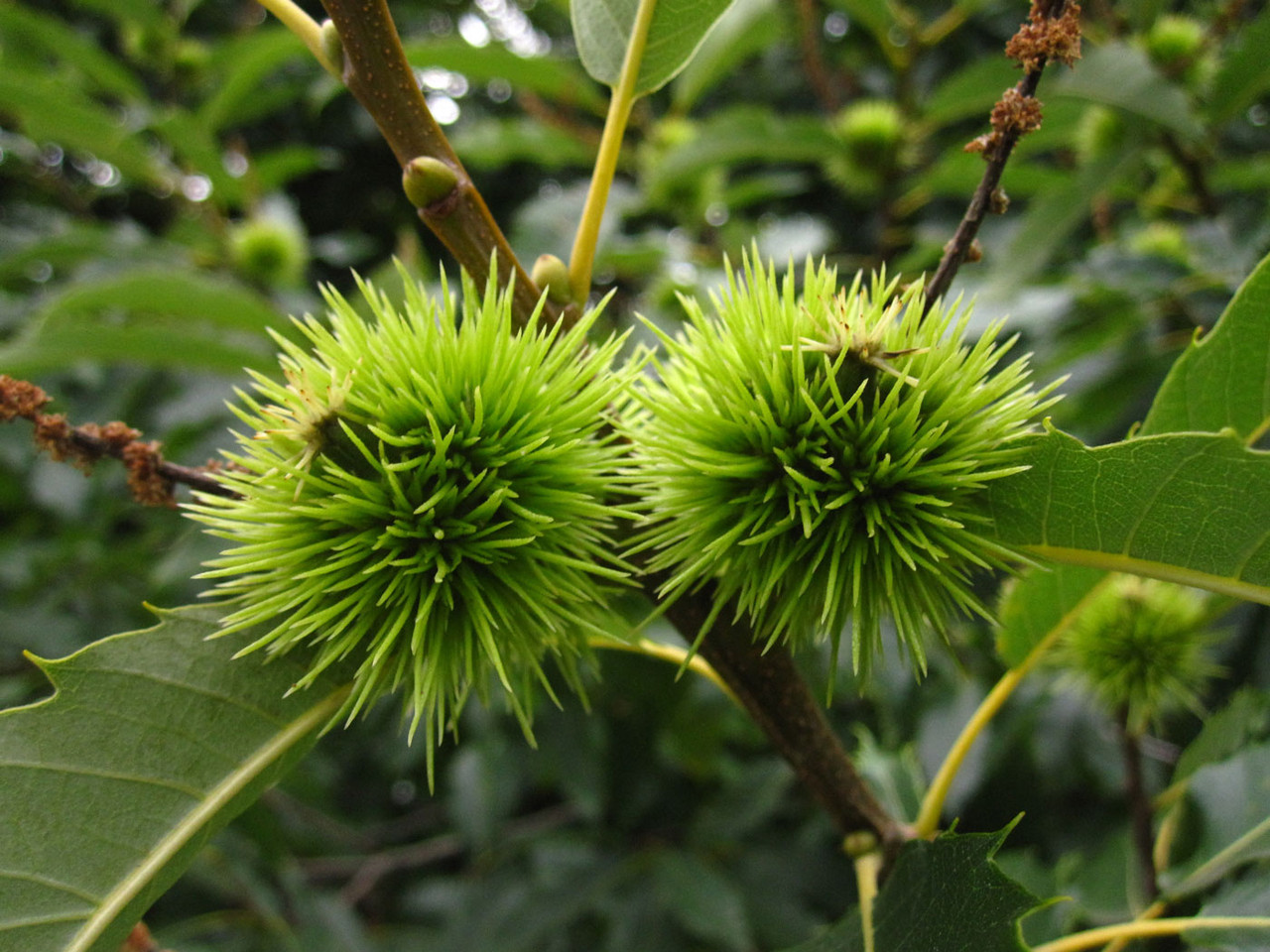 Edelkastanie (Castanea sativa)