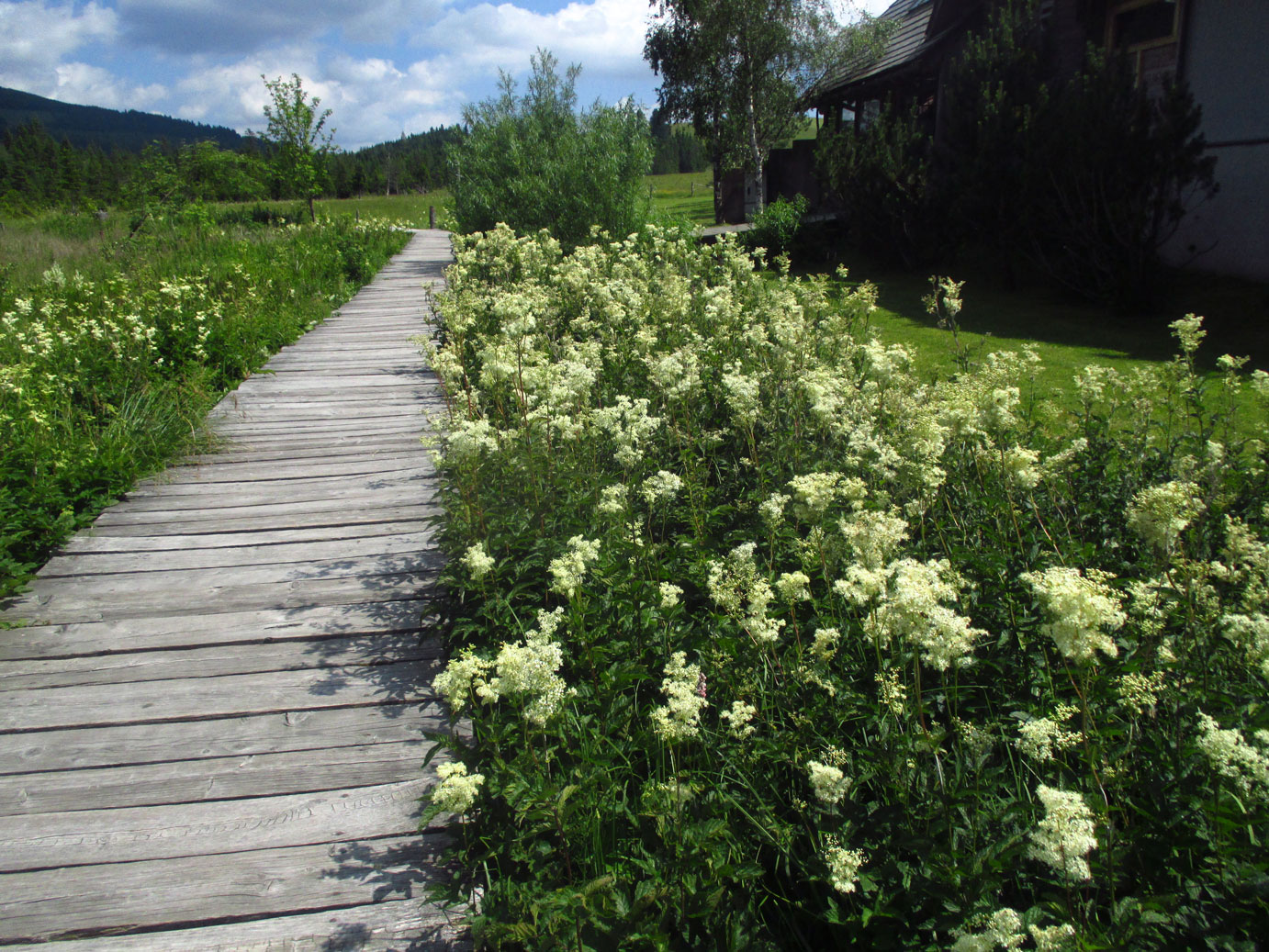 Großes Mädesüß (Filipendula ulmaria) | Familie: Rosengewächse (Rosaceae)