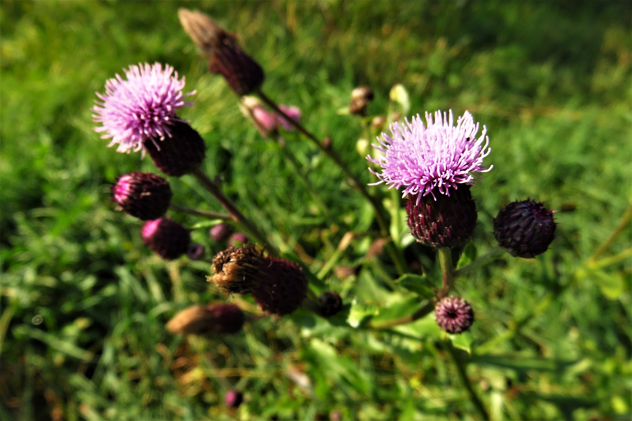 Acker-Kratzdistel (Cirsium arvense) | Korbblütler (Asteraceae)