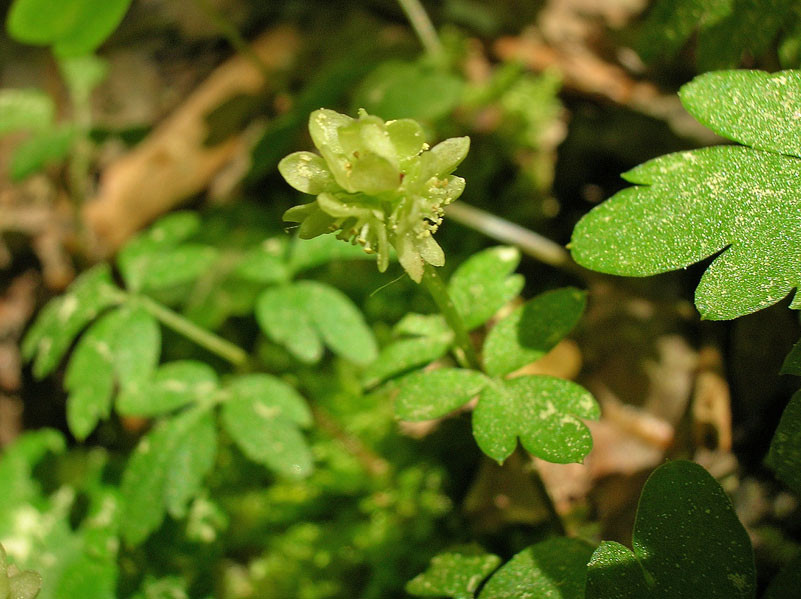 Moschuskraut (Adoxa moschatellina) | MOSCHUSKRAUTGEWÄCHSE (Adoxaceae)