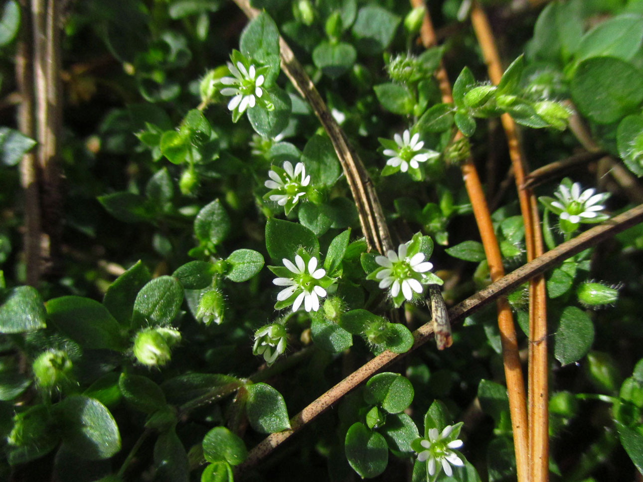 Vogel-Sternmiere (Stellaria media) | Familie: Nelkengewächse (Caryophyllaceae)